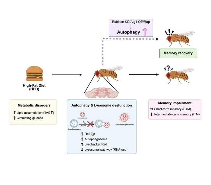 Researchers from Chiba University have shown that high-fat diet-induced metabolic stress impairs intermediate-term memory formation in Drosophila by disrupting