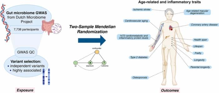 Figure 1. Graphical representation of the study. Created in BioRender. Sanna, S. (2025)