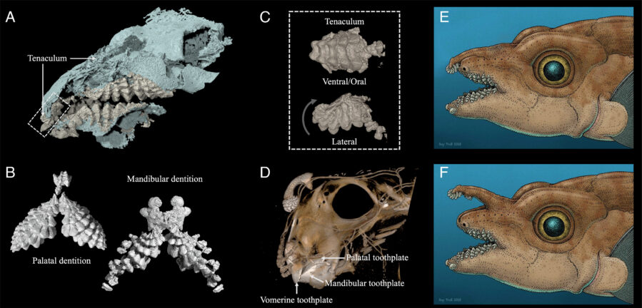 An ancient fish had a long, toothy rod on its head that fit between its front teeth.