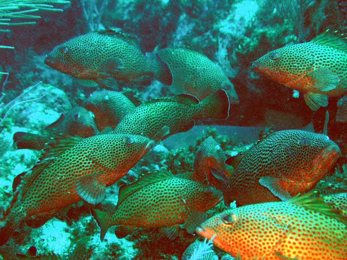 A group of red hind groupers, which produce sounds associated with courtship, territoriality or mating.