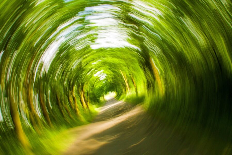 trees seen with a camera blur