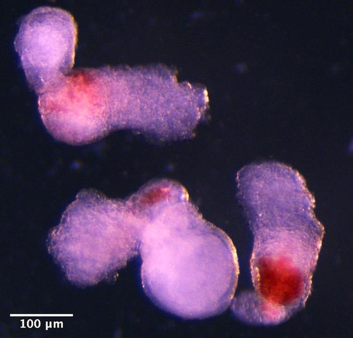 The team observed the emergence of the three-dimensional embryo-like structures under a microscope in the lab.