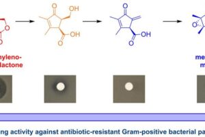 The biosynthesis pathway of methylenomcyin A as discovered in this experiment. The new precursors, especialliy pre-methylenomycin C lactone, show increased potency against Gram-positive bacterial pathogen compared to the original methylenomycin A.