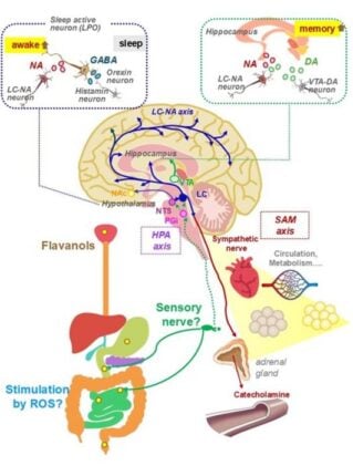 flavonol infographic