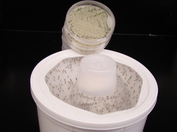 mosquitos in container of killer fungus