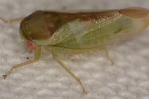 Batracomorphus ruthae - one of the seven new species of leafhopper discovered by Dr Alvin Helden of Anglia Ruskin University.