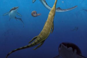 Earliest oceanic tetrapod ecosystem from 249 million years ago. A pod of the small-bodied ichthyopterygian ('fish-lizard') Grippia longirostris hunting squid-like ammonoids (top left). The marine amphibian Aphaneramma captures the bony fish Bobastrania (foreground). The gigantic ichthyosaur Cymbospondylus lurks in the depths (bottom right).