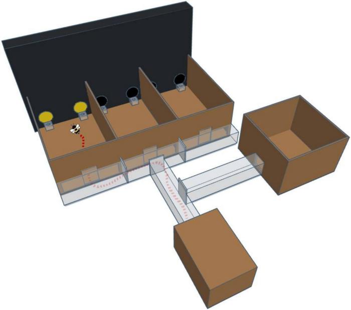 3D model of experimental apparatus. A bee is doing an experimental trial.