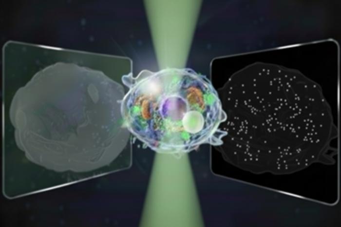 Conceptual illustration of the bidirectional quantitative scattering microscope, which detects both forward and backward scattered light from cells.