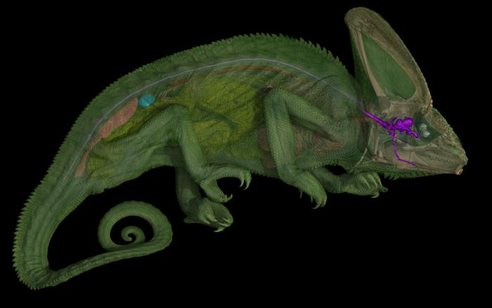 Scientists have discovered coiled optic nerves in chameleons, a trait not known to exist in any other lizard and one that is rare among all animals.