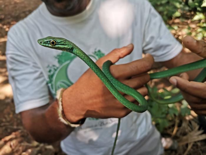 Ricardo Rocha with a Príncipe Green Snake (Hapsidophrys principis), endemic from Principe Island. Photo by Patricia Guedes