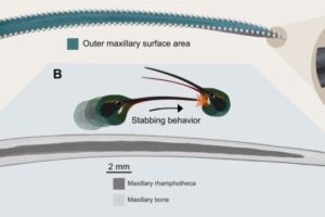 infographic on hummingbird bill shape