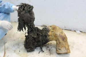 One of Yuka’s legs, illustrating the exceptional preservation of the lower part of the leg after the skin had been removed, which enabled recovery of ancient RNA molecules. Photo credit: Valeri Plotnikov.