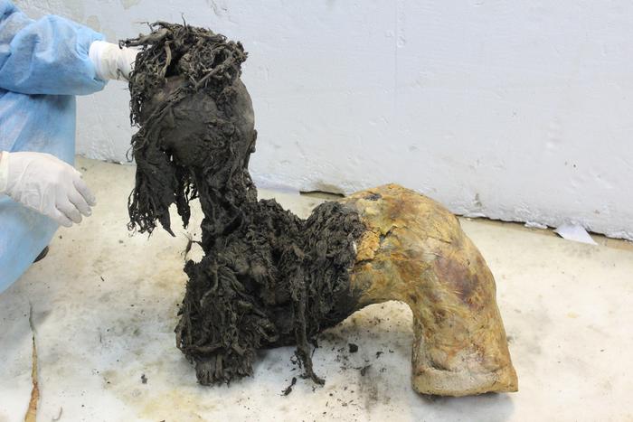 One of Yuka’s legs, illustrating the exceptional preservation of the lower part of the leg after the skin had been removed, which enabled recovery of ancient RNA molecules. Photo credit: Valeri Plotnikov.
