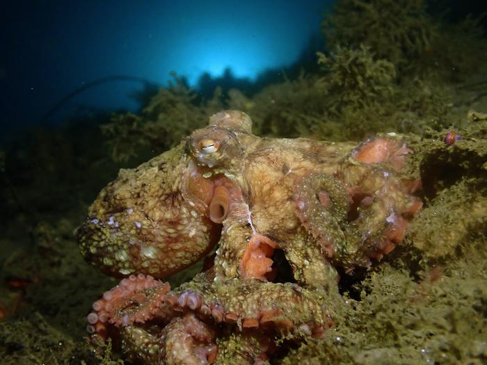 Scientists Unlock Lab Recipe For Octopus Camouflage Pigment