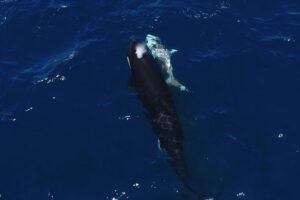 An orca swims next to a shark with a visible wound. Image by Marco Villegas.