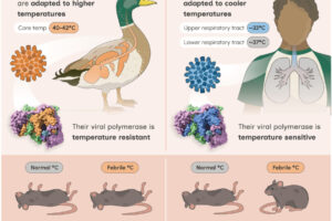 When mammals are infected with influenza viruses, they frequently raise their body temperature as an immune response. The resulting fever can protect against severe disease, but this defense is overcome by avian influenza viruses that have evolved to replicate at the higher body temperature of birds.