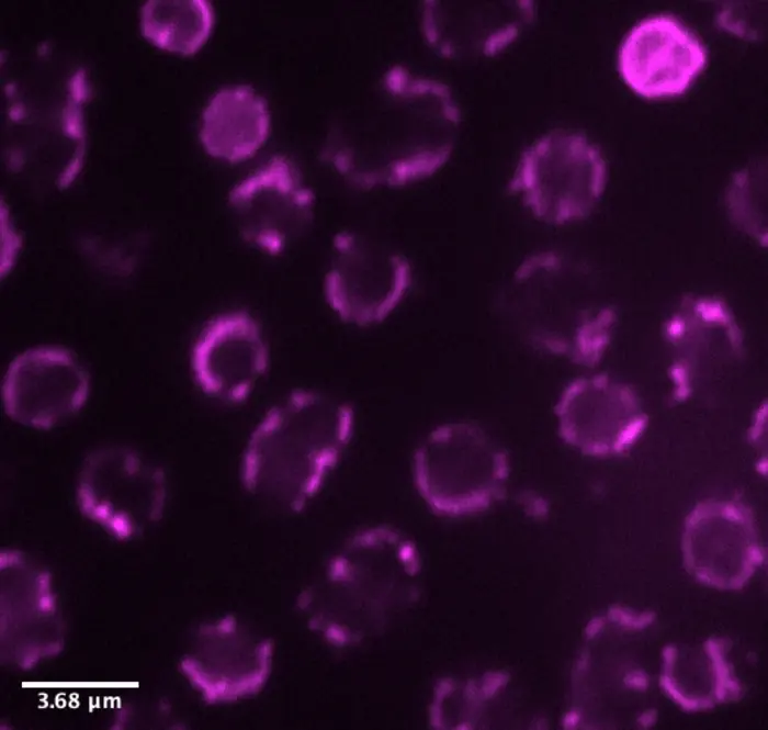 Microbes Break Biology's Code With Ambiguous DNA Reading - ScienceBlog.com