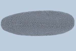 A developing Drosophila embryo was recorded using light sheet microscopy. The embryo is segmented, tracked, and reconstructed. Cell boundaries show how individual cells fold, divide, and rearrange.