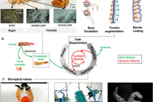 Repurposing natural joints for robotics involves several key ideas. First, engineers take a joint from a real animal and use its shape and movement as the basis for a robot design. Second, they study the two main parts of the exoskeleton, the hard shell and the flexible joint tissue, to understand how each contributes to strength and movement. Third, they build bio-hybrid robots by combining natural structures with added features, such as parts that move on their own, parts that boost motion, and protective coatings. Finally, these designs can be used in many types of robots, including gripping tools, swimming or walking systems, and devices that move very quickly.