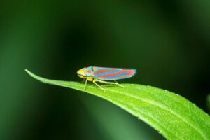If you were a hungry predator of a leafhopper, you might have a problem: thanks to a nanoparticle known as brochosomes that the insects produce, you probably can't see it, even sitting out in the open on a leaf. Now, researchers at Penn State have discovered a way to create synthetic versions of these brochosomes at scale, potentially enabling such technologies as invisibility cloaks and precision sensors.