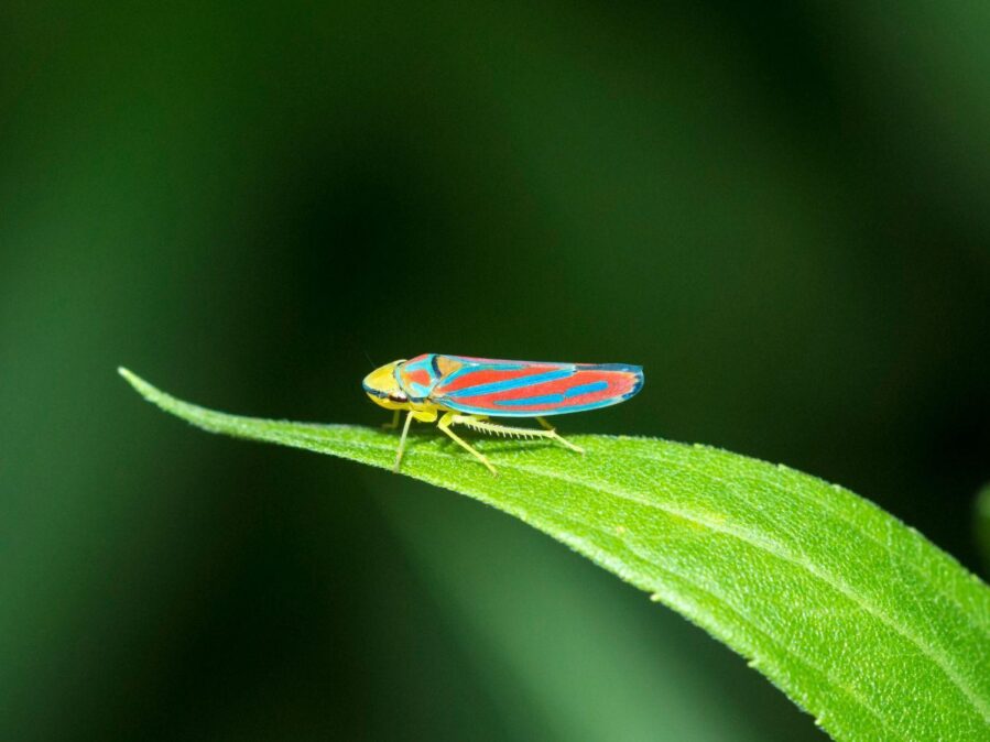 Tiny Garden Insect Holds the Key to Mass-Produced Invisibility Tech