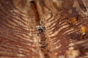 Adult spruce bark beetles in their galleries in the bark of a Norway spruce tree. The beetle in the middle is infected with the fungus Beauveria bassiana.