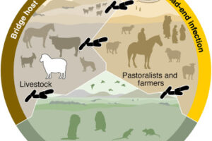 Conceptual scenario of the LNBA lineage transmission concluded from sheep- and human-derived Y. pestis genomes