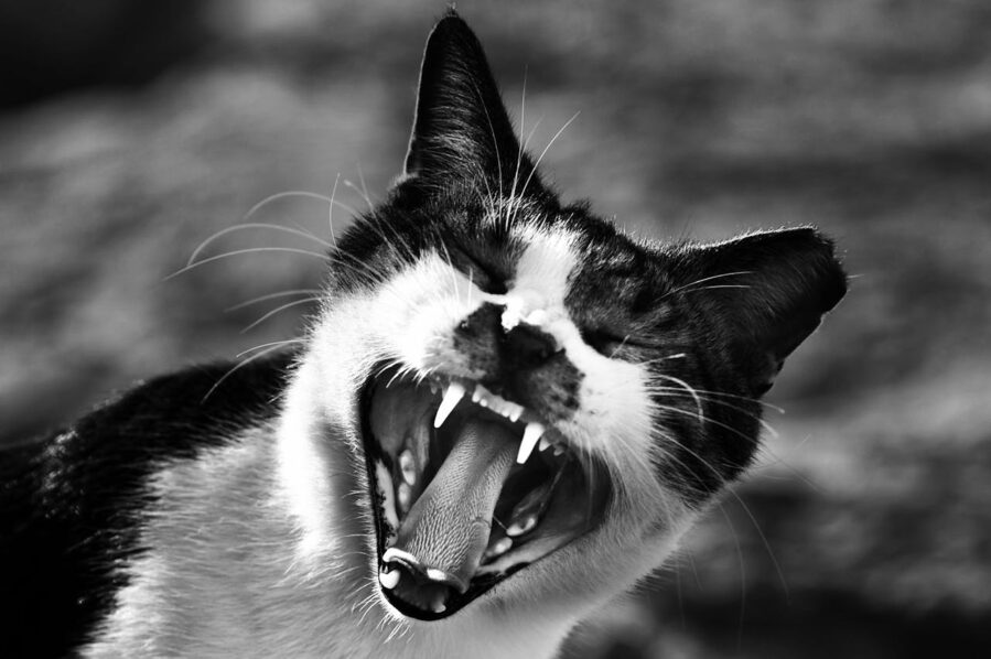an angry cat