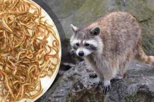 roundworms in a dish and a racoon