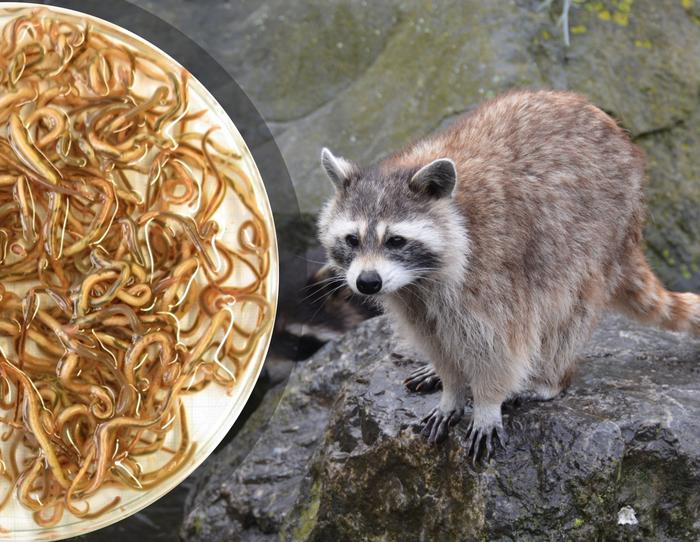 roundworms in a dish and a racoon