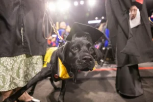 dog with droopy ears