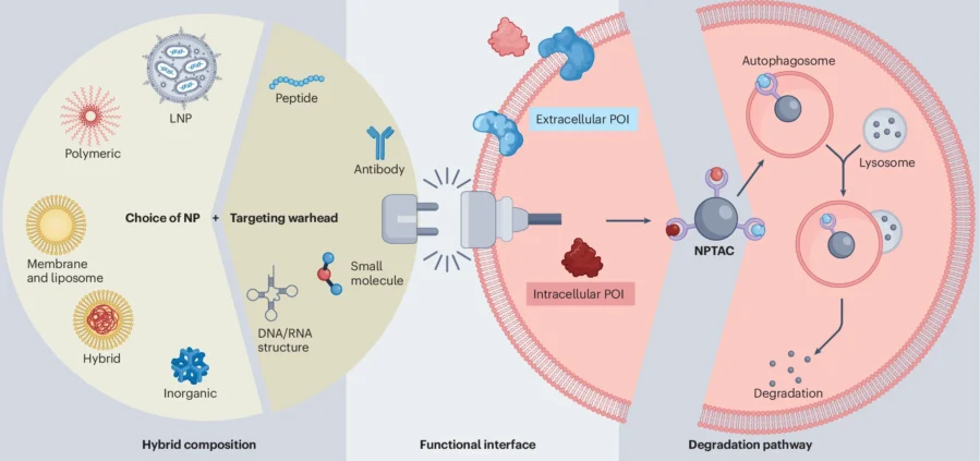 Repurposing the Body’s "Recycling System" to Combat Dementia and Brain Cancer
