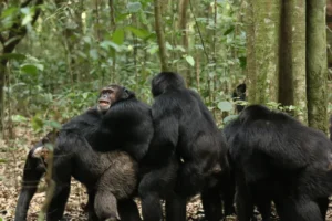 Male chimpanzees exhibiting same-sex sexual behaviour in Kibale Forest, Uganda. (photo credit: Aaron Sandel)
