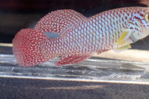 African turquoise killifish