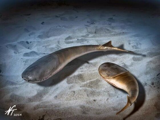 The Catastrophe That Made Your Backbone Possible