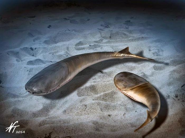 The Catastrophe That Made Your Backbone Possible