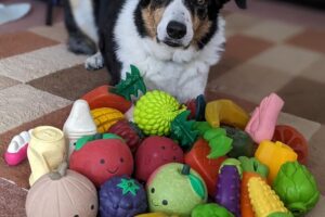 Bryn, an 11-year-old male Border Collie from the UK, that knows the names of about 100 toys.