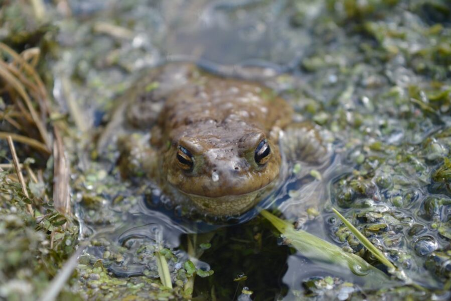 The Frog Farm Pandemic – ScienceBlog.com