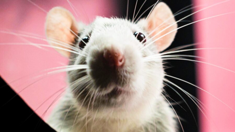 They Reversed Alzheimer’s in Mice. Here’s Why That Changes Things.