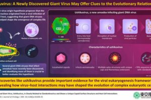 Researchers discover a new virus called the “ushikuvirus” that provide evidence for the viral eukaryogenesis hypothesis and reveal virus–host interactions, shaping the evolution of eukaryotic cells.