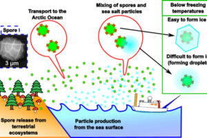 Figure 1: Schematic diagram of spore release and sea salt particle production, their trasnport to the Arcitc Ocean, and changes in their ice nucleating ability through mixing.