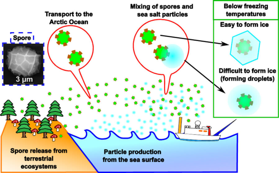 Figure 1: Schematic diagram of spore release and sea salt particle production, their trasnport to the Arcitc Ocean, and changes in their ice nucleating ability through mixing.