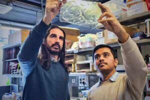 Javier G. Fernández (left) and Akshayakumar Kompa (right) holding a sample of the chitinous polymer at the IBEC laboratories.
