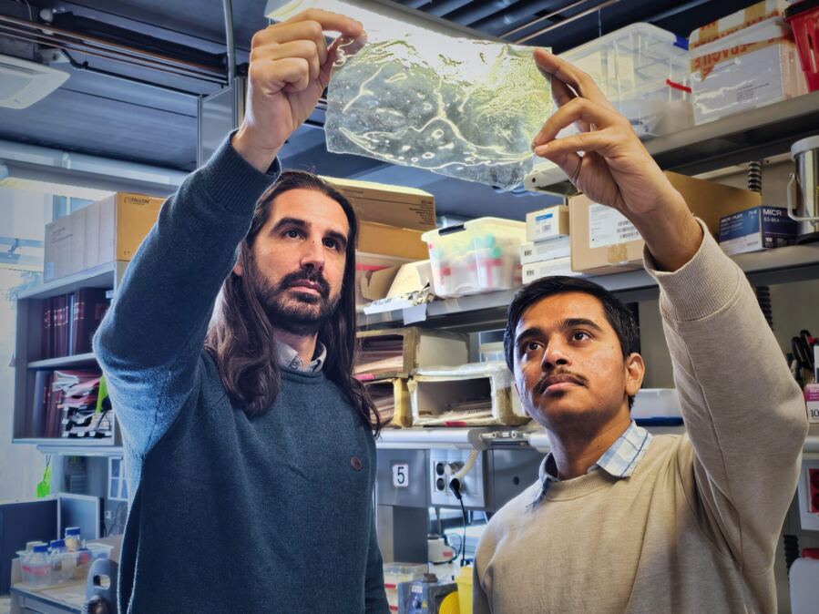 Shrimp Shells Make Plastic That Gets Stronger When Wet