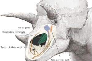 Illustration of researchers’ hypothesized layout for the inside of Triceratops nasal cavity. ©2026 K. Sakane CC-BY-ND