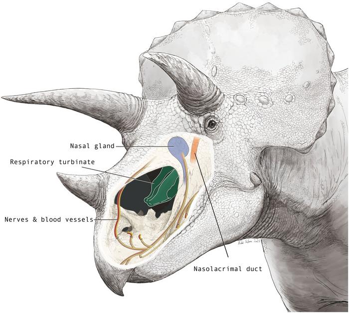 Illustration of researchers’ hypothesized layout for the inside of Triceratops nasal cavity. ©2026 K. Sakane CC-BY-ND