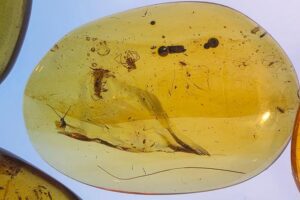 amber with cretaceous ants