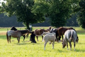 horses in a field with handler