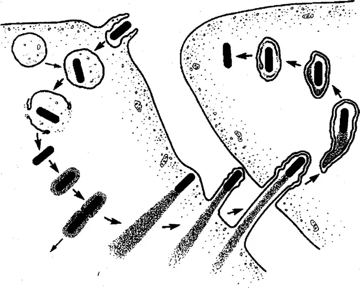 Engineered Listeria Bacteria Could Become a Potent New Weapon Against Cancer